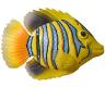 PoolFish